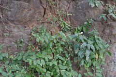 Barleria terminalis